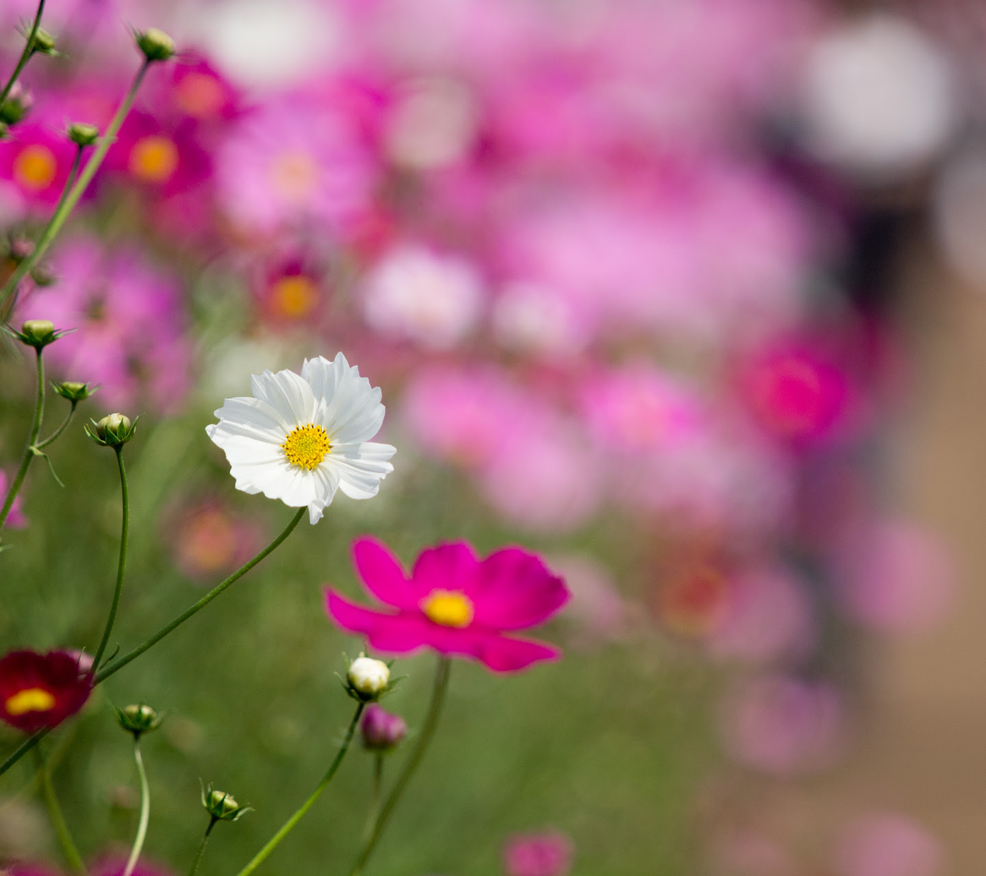 70以上 待ち受け 画面 花 ただ素晴らしい花