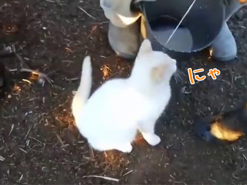 Netyasun 荒川 農園 猫