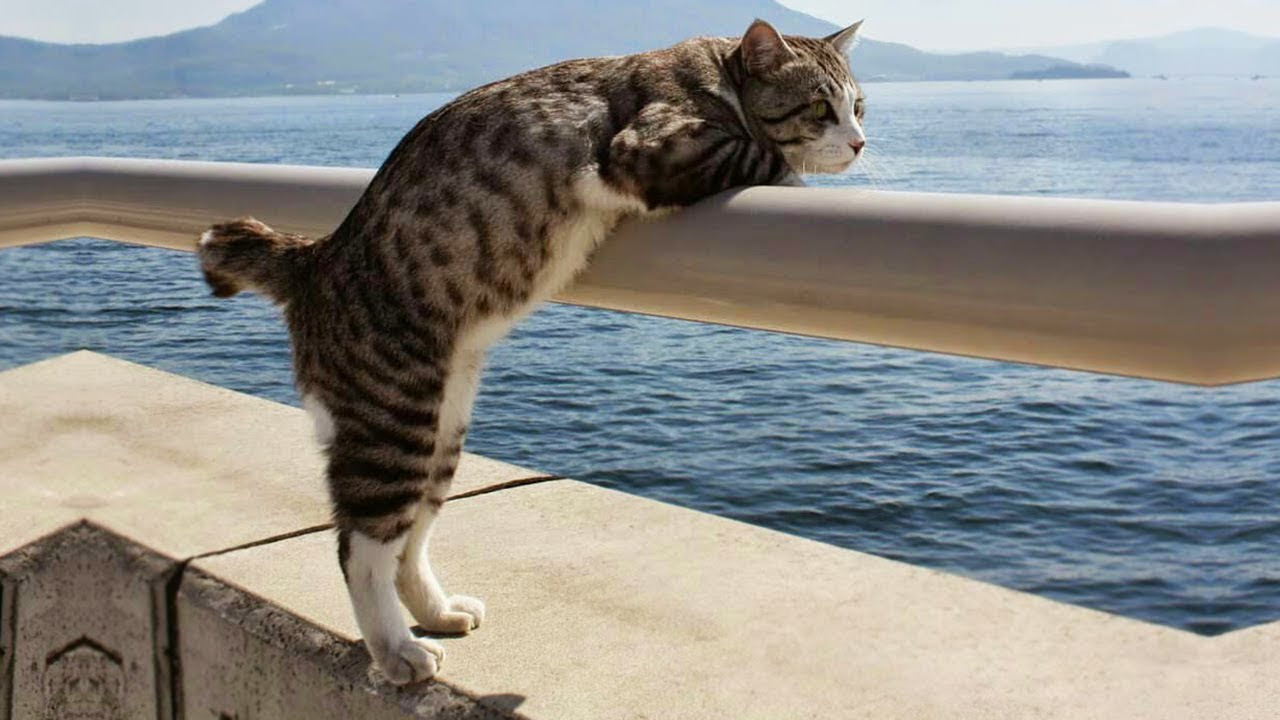 画像をダウンロード おもしろ 猫 壁紙 Hdの壁紙画像をダウンロードする