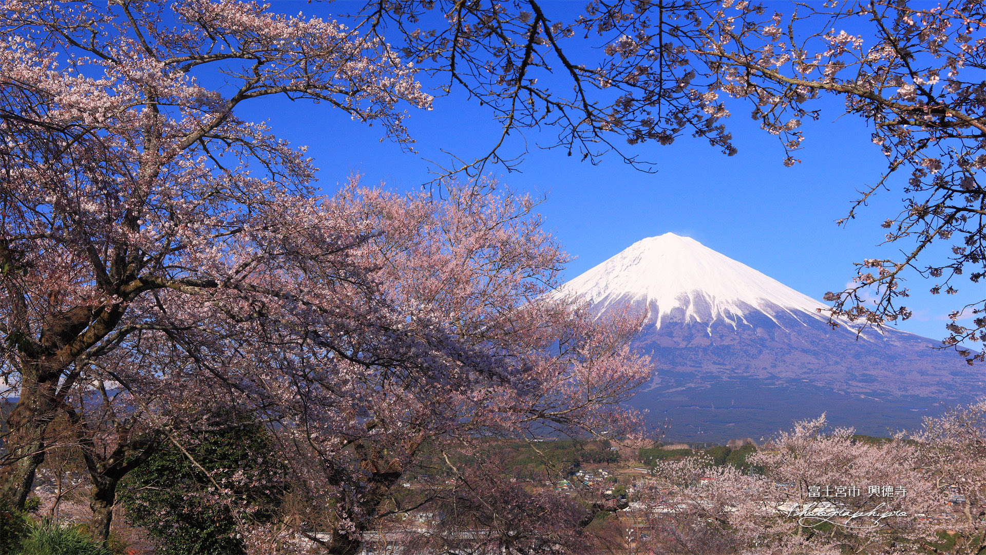 最新 壁紙 Pc 桜 Jpbestwallpaper