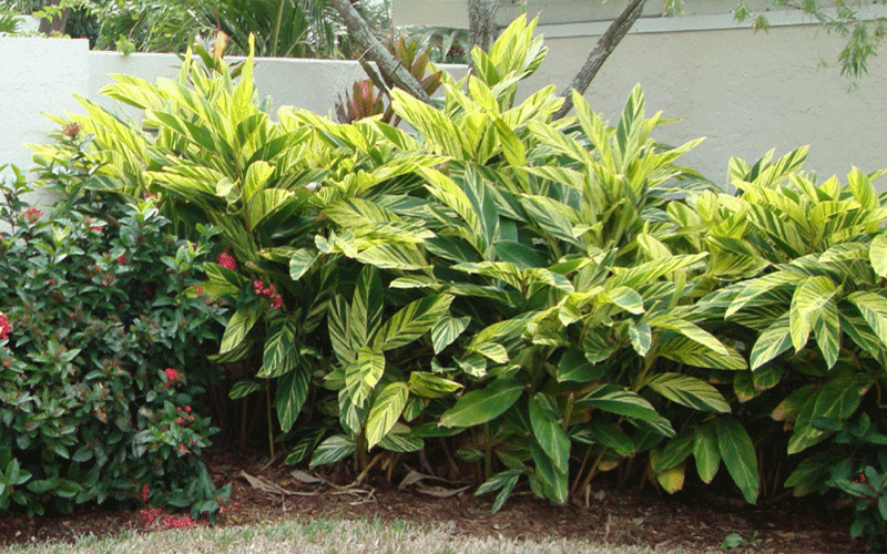 Maybe you would like to learn more about one of these? Ginger Variegated Cape Coral
