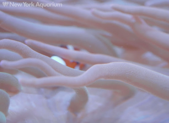 anemone & clownfish