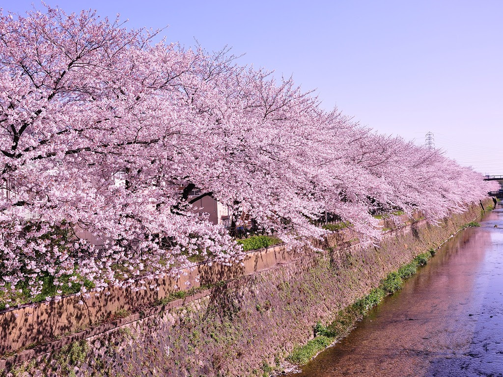 ぜいたく壁紙 桜 画像 高 画質 すべての美しい花の画像