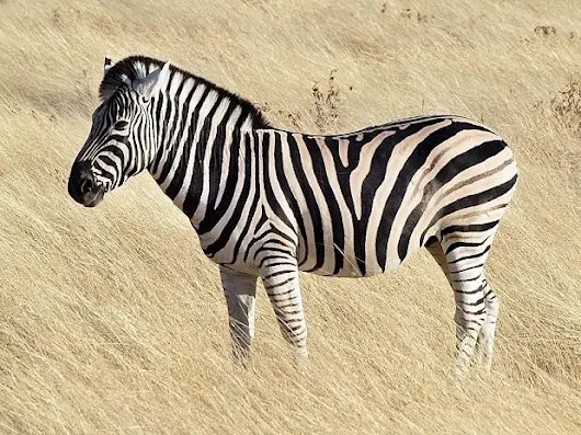 Why do Zebra have stripes? To ward off bloodsucking flies, says new study
