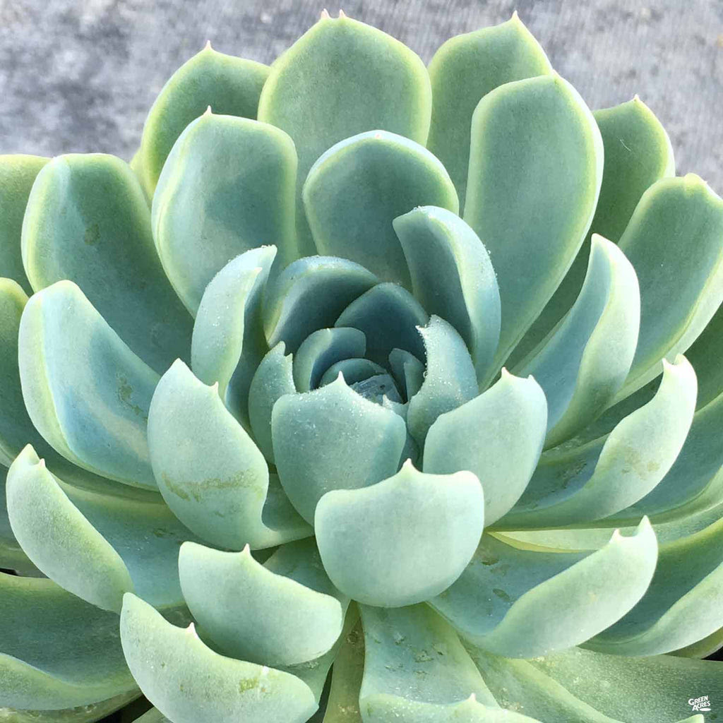 Simply pull these up and allow the offsets to dry for to propagate echeveria elegans mexican snowball from leaves, begin by choosing a firm, healthy leaf. Echeveria Elegans Green Acres Nursery Supply