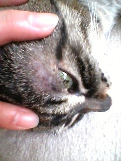 トップイメージカタログ 最新のhd 猫 目の上 赤い