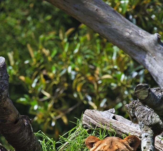 African Lion Diet 