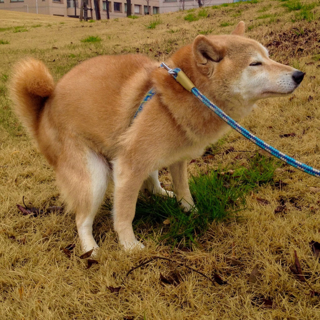 最高 50 犬 うんこ くさい 画像ブログ