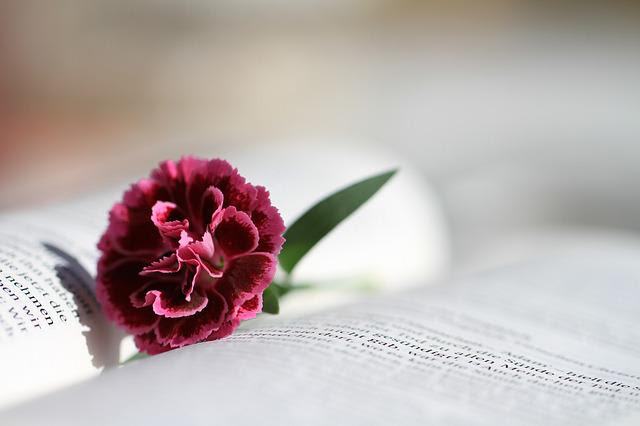 Flower as bookmark on pages of a book