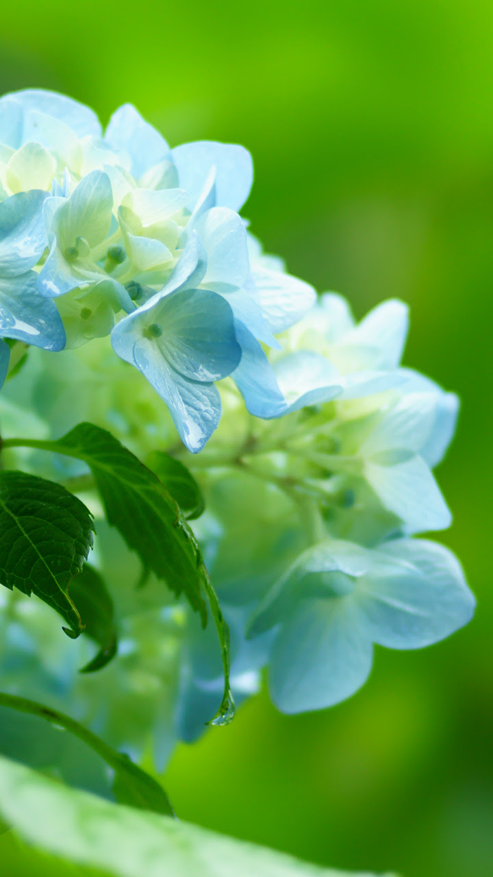 すべての美しい花の画像 75 紫陽花 写真 壁紙