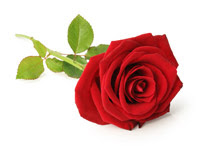 Rose Absolute Oil