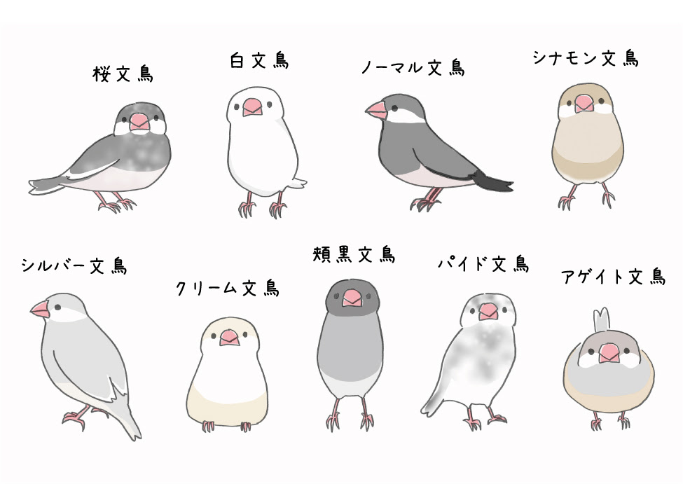 動物画像のすべて 50 素晴らしい文鳥 イラスト かわいい