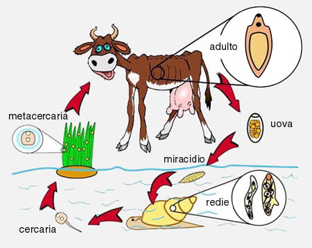 Contoh Spesies Hewan Invertebrata - Contoh KR