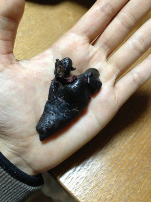 最高の動物画像 50 うさぎ 可愛い写真