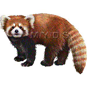 50 レッサーパンダ イラスト レッサーパンダ イラスト リアル