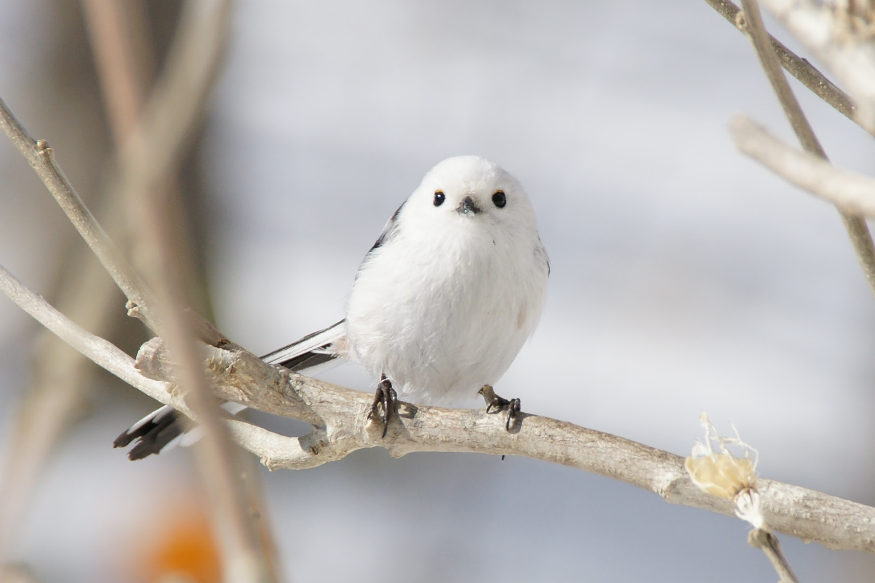 人気ダウンロード 鳥 壁紙 スマホ 2956 スマホ 壁紙 鳥 かわいい