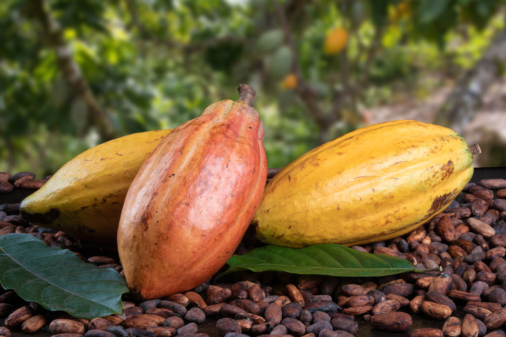 Dia Mundial do Chocolate – Roteiro pelo Brasil para chocólatras