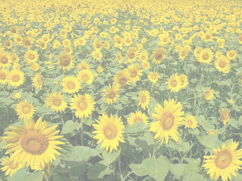 ベストひまわり の 壁紙 すべての美しい花の画像