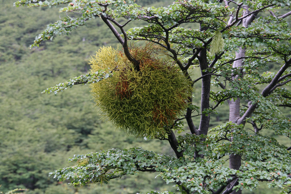 すべての美しい花の画像 100 Epic Bestやどりぎ 花