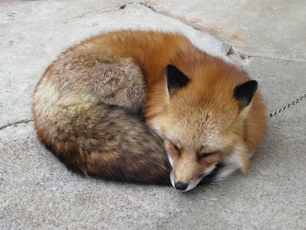 70以上 壁紙 キツネ かわいい 最高の画像新しい壁紙ehd