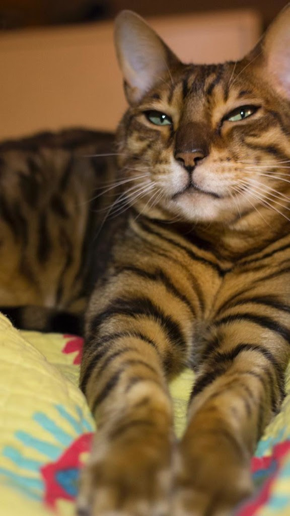 Bengal Cat Adoption Arizona