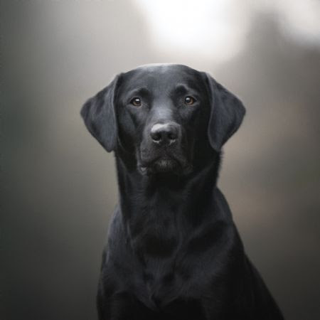 | vores hunde | hvalpe | hundefoder | sidste nyt | sundhed | retrieverordbog | kontakt | forside | vores hunde. Hanhundelisten Labrador Retriever