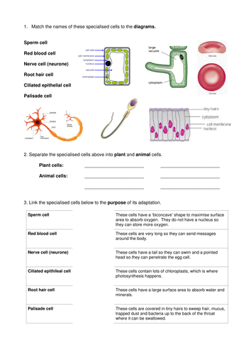 periodic table ks3 worksheet pdf awesome home 20 7th