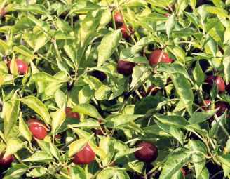 Winter Cherry Meaning In Hindi