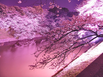 すべての美しい花の画像 壁紙 桜 イラスト 綺麗