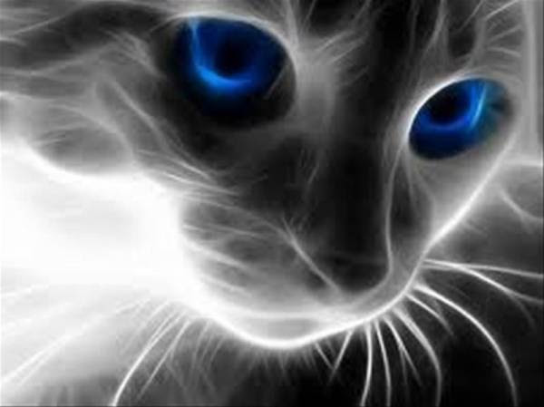 無料ダウンロード猫 画像 かっこいい すべての動物画像