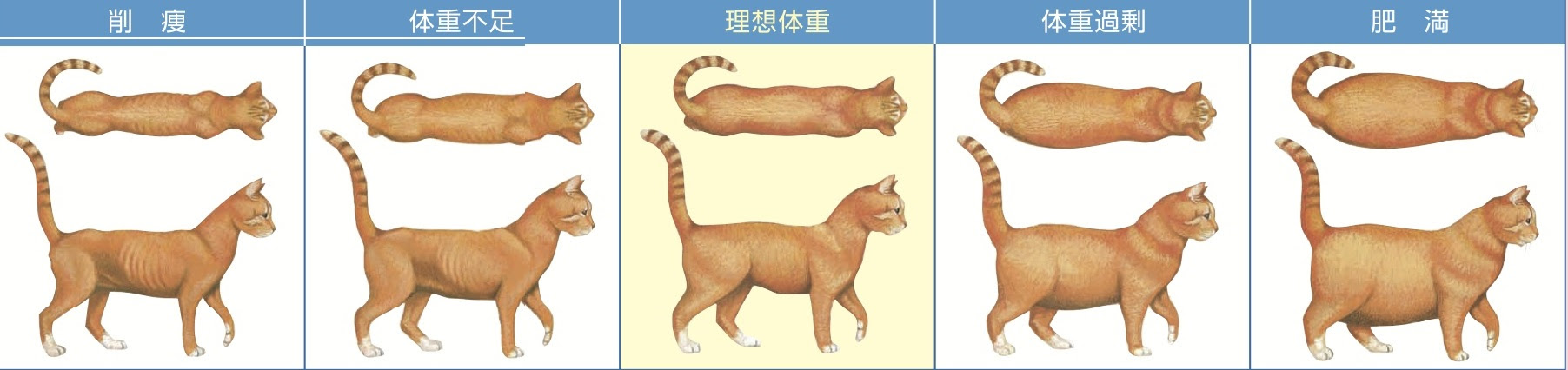 美しい 猫 体重 痩せすぎ 画像ブログ