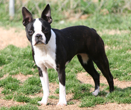 The boston terrier puppies are full of personality and are often called the american gentleman. the breed's origins are well documented and started in boston, massachusetts. Circle J Boston Terriers