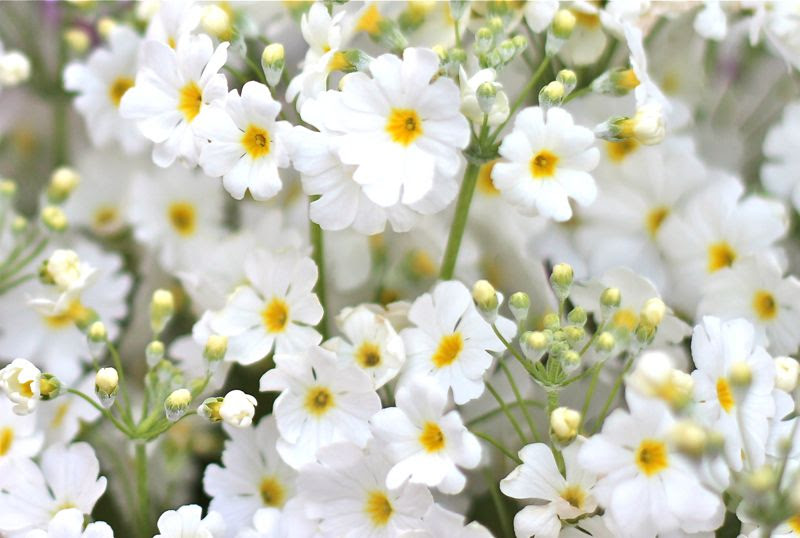 すべての美しい花の画像 元のプリムラ 白 花