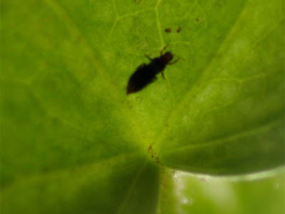 観葉植物 虫 黒い 小さい 土 436333