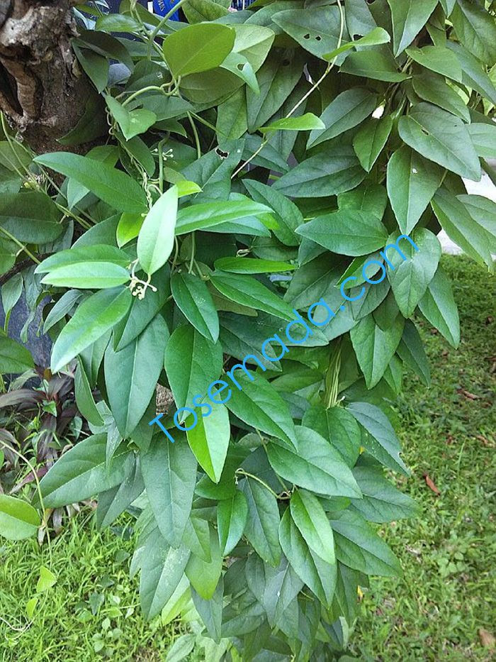 Maybe you would like to learn more about one of these? Cara Membuat Cincau Dari Daun Cincau Perdu Yang Benar Tosemada Com
