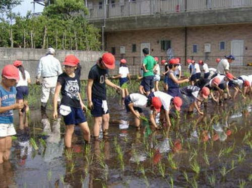 Sửng sốt bữa cơm bán trú của trẻ Nhật