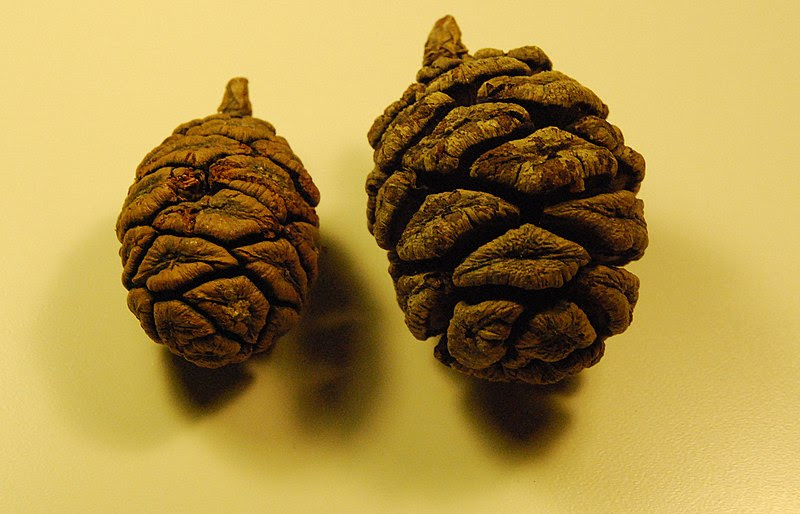 File:Redwood cones.JPG