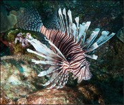 Lionfish