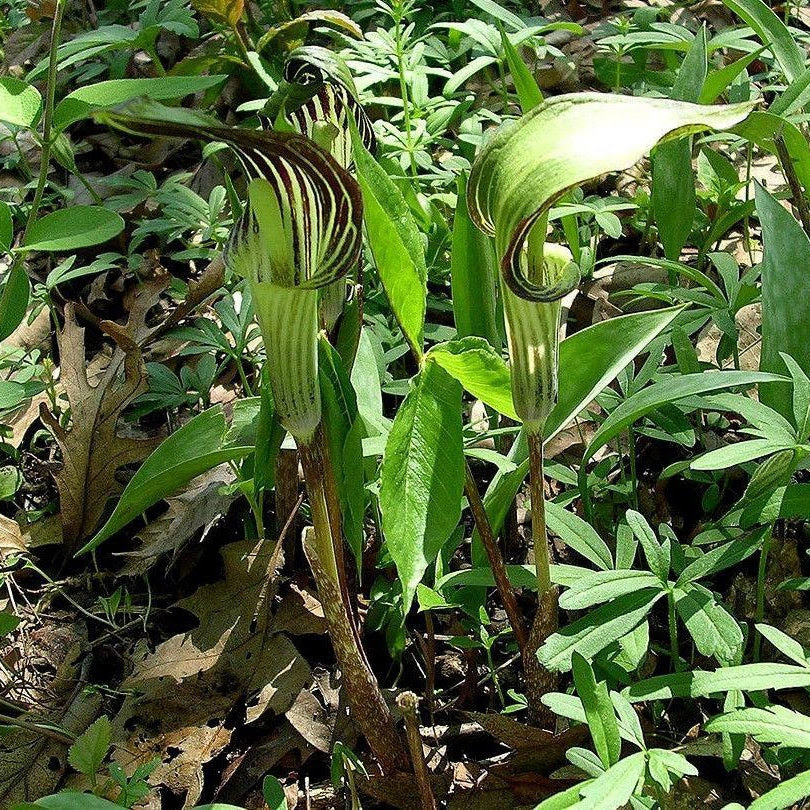 Jimsonweed, jamestown weed, mad apple, moon flower, stinkwort, thorn apple, devil's trumpet datura stramonium* (introduced) family: Jack In The Pulpit Arisaema Triphyllum Ferri Seeds