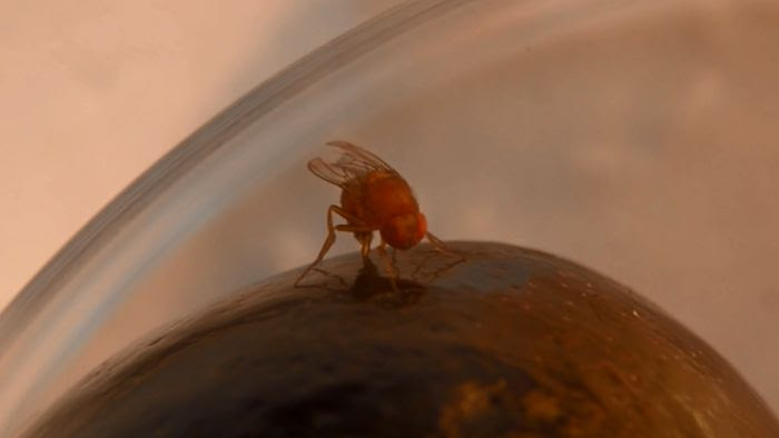 drosophile suzukii sur une cerise