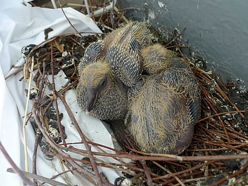 鳩 子供 画像 Japimage