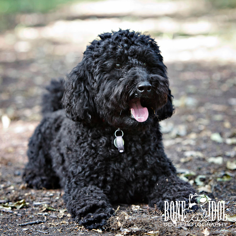 Poodle (miniature) information including personality, history, grooming, pictures, videos, and the akc breed whether standard, miniature, or toy, and either black, white, or apricot, the poodle stands. Dog Portrait Photographer Tooting Bec Common Black Miniature Poodle Bone Idol Dogs