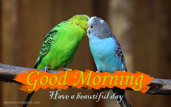 Romantic Love Birds Good Morning Images Animaltree