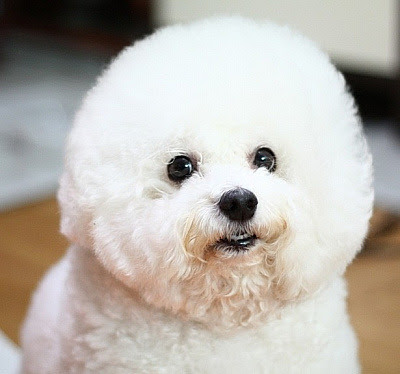 最も人気のある 白い ふわふわ 犬 名前 白い ふわふわ 犬 名前 Okepict7v0a