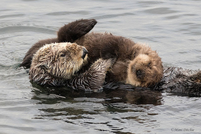 Sea otter with
              pup at Morro Bay in California