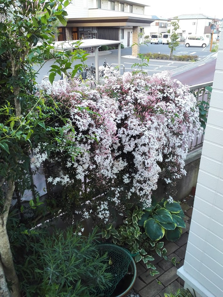 すべての美しい花の画像 驚くばかりジャスミン の 剪定