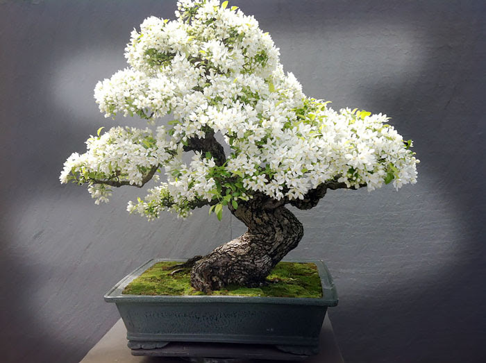 Bonsai đẹp