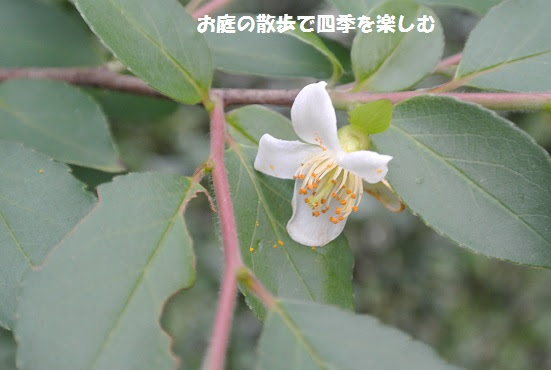 最高ヒメシャラ 花が咲かない すべての美しい花の画像