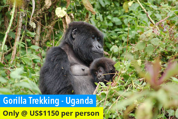 Gorilla in Bwindi National Park