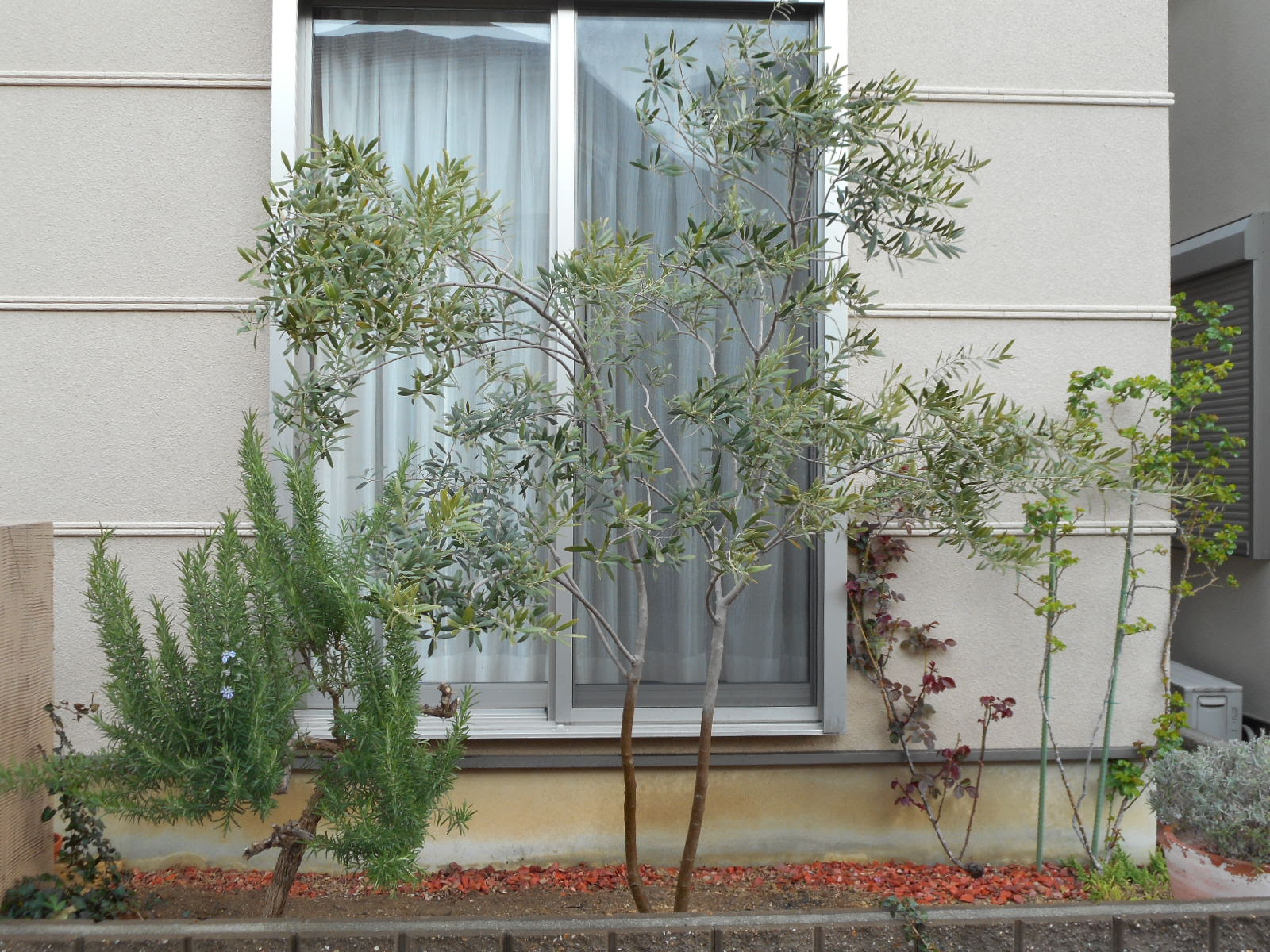 すべての美しい花の画像 最新オリーブ 庭 植え